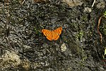 Thumbnail for File:Open wing of Chersonesia risa (Doubleday, -1848-) – Common Maplet WLB picture--.jpg