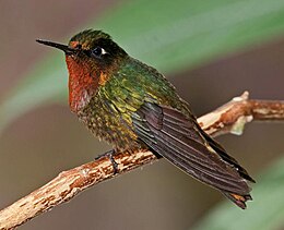 Narancstorkú napfénykolibri (Heliangelus mavors)