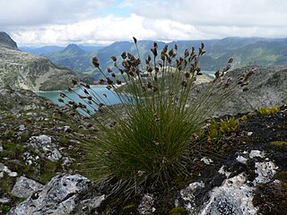 <i>Oreochloa</i> Genus of grasses