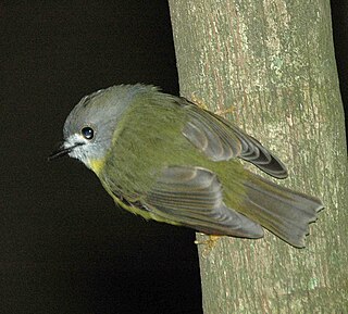 <i>Tregellasia</i> Genus of birds