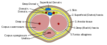 Cross-section of the human penis Penis cross section.svg