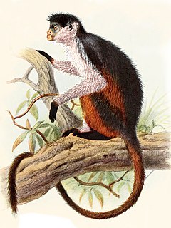 <span class="mw-page-title-main">Niger Delta red colobus</span> Species of Old World monkey