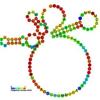 <span class="mw-page-title-main">U8 small nucleolar RNA</span>