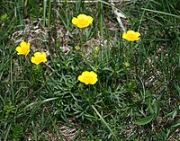 Ranunculus carinthiacus