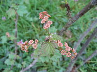 Ribes spicatum