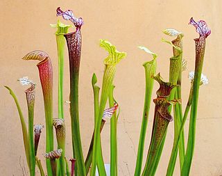 <i>Sarracenia</i> Genus of carnivorous plants