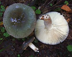 Siniroheline pilvik Russula cyanoxantha