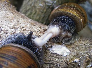 <span class="mw-page-title-main">Mating of gastropods</span>