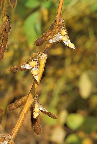 <span class="mw-page-title-main">Soybean</span> Legume grown for its edible bean