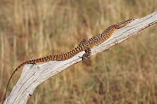 <span class="mw-page-title-main">Spiny-tailed monitor</span> Species of lizard