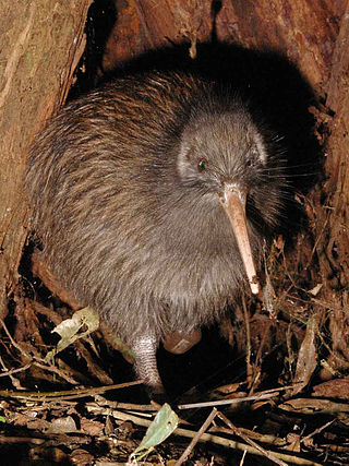 <span class="mw-page-title-main">Kiwi (bird)</span> Order of birds