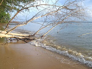 The season was filmed on the island of Pulau Tiga in Malaysia. Tiga Beach Tree.jpg