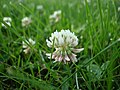 * Nomination Closeup of a white clover (Trifolium repens) --Siddharth Patil 02:45, 9 November 2007 (UTC) * Decline Not really sharp enough (see i.e. this). Lycaon 08:14, 9 November 2007 (UTC)