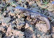 Image of Himalayan Crocodile Newt