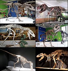 Tyrannosauridae Diversity.jpg