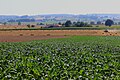 hilly countryside in Oudenaarde