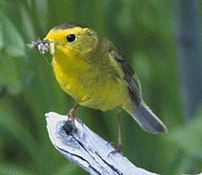 Wilson's warbler