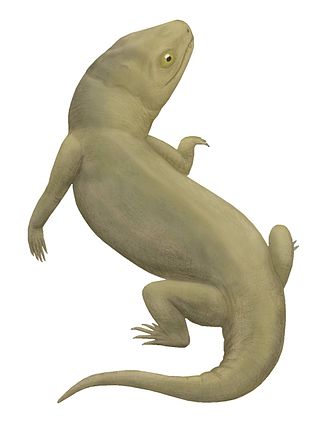 <i>Owenetta</i> Extinct genus of reptiles