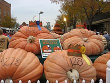 Very large orange pumpkins