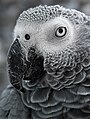 Animalphoto: African Grey Parrot (psittacus erithacus)