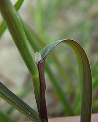 ligule is pointed up to 5mm long Agrostis ligula.jpg