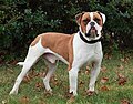 American Bulldog..jpg