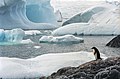 Image 46Few creatures make the ice shelves of Antarctica their habitat, but water beneath the ice can provide habitat for multiple species. Animals such as penguins have adapted to live in very cold conditions. (from Habitat)