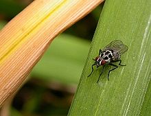 Anthomyia pluvialis Anthomyia pluvialis.jpg