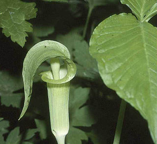 <i>Arisaema</i> Genus of plants