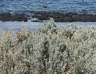 <i>Atriplex cinerea</i> Species of plant