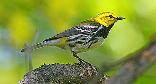 <span class="mw-page-title-main">Black-throated green warbler</span> Species of bird