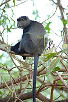 Plavi majmun (Cercopithecus mitis)