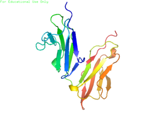 <span class="mw-page-title-main">CD32</span> Surface receptor glycoprotein