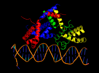 <span class="mw-page-title-main">CII protein</span> InterPro Family