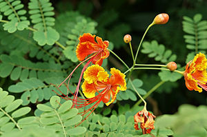 공작실거리나무(Caesalpinia pulcherrima)