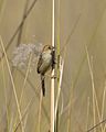 Sumpfcistensänger  (Cisticola pipiens, Kat. )