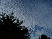 Cirrocumulus stratiformis