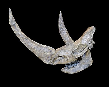 Coelodonta antiquitatis (Woolly Rhinoceros), skull