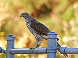 Cooper's Hawk