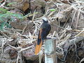 Schuppenkopfrötel White-crowned Robin-chat