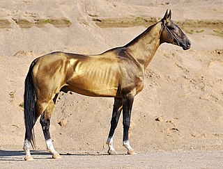 <span class="mw-page-title-main">Akhal-Teke</span> Turkmen horse breed