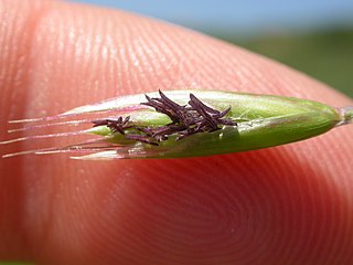 <i>Danthonia californica</i> Species of grass