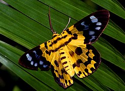 トラシャク D. militaris, 香港