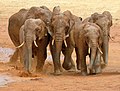 59 Elephant running uploaded by Byrdyak, nominated by Tomer T,  22,  0,  0