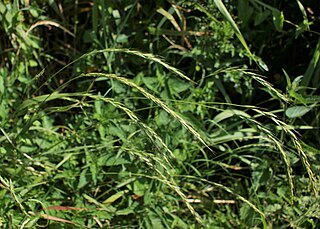 <i>Elymus caninus</i> Species of grass