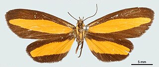 <i>Erbessa mimica</i> Species of moth