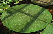 Surface-floating leaf of Euryale ferox