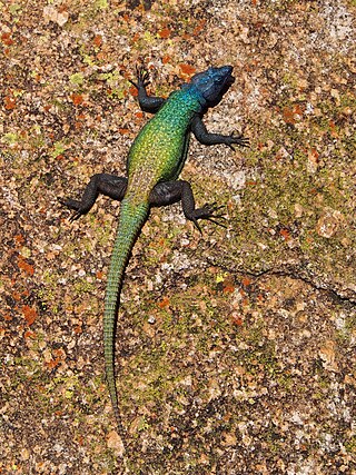 <span class="mw-page-title-main">Common flat lizard</span> Species of lizard