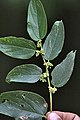 Flowers and leaves