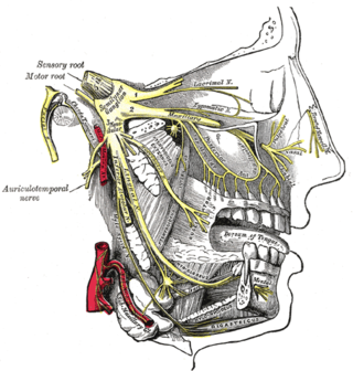 <span class="mw-page-title-main">Lingual nerve</span> Human nerve relaying sense to the tongue